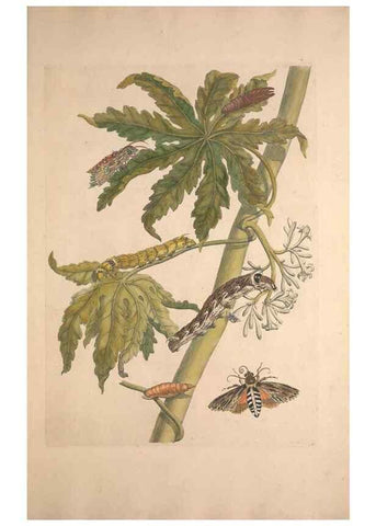 Reproducción/Reproduction 32204611277: Maria Sybilla Meriaen Over de voortteeling en wonderbaerlyke veranderingen der Surinaamsche insecten :. t'Amsterdam :By Jean Frederic Bernard,1730.. 