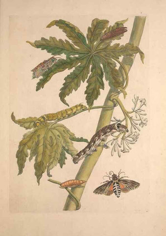 Reproducción/Reproduction 32204611277: Maria Sybilla Meriaen Over de voortteeling en wonderbaerlyke veranderingen der Surinaamsche insecten :. t'Amsterdam :By Jean Frederic Bernard,1730.. 