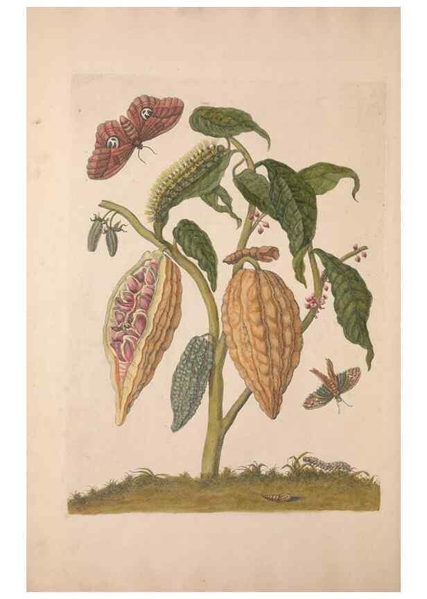 Reproducción/Reproduction 40181533093: Maria Sybilla Meriaen Over de voortteeling en wonderbaerlyke veranderingen der Surinaamsche insecten :. t'Amsterdam :By Jean Frederic Bernard,1730.. 