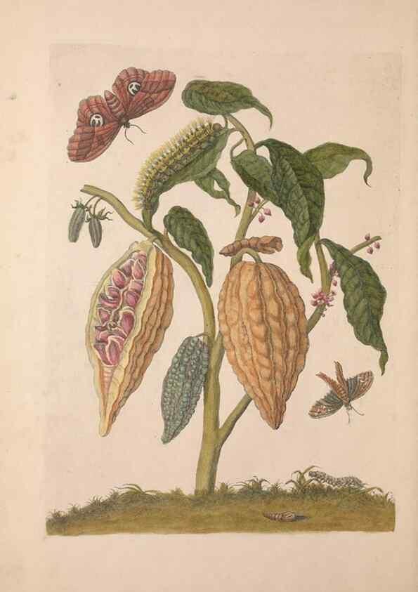 Reproducción/Reproduction 40181533093: Maria Sybilla Meriaen Over de voortteeling en wonderbaerlyke veranderingen der Surinaamsche insecten :. t'Amsterdam :By Jean Frederic Bernard,1730.. 