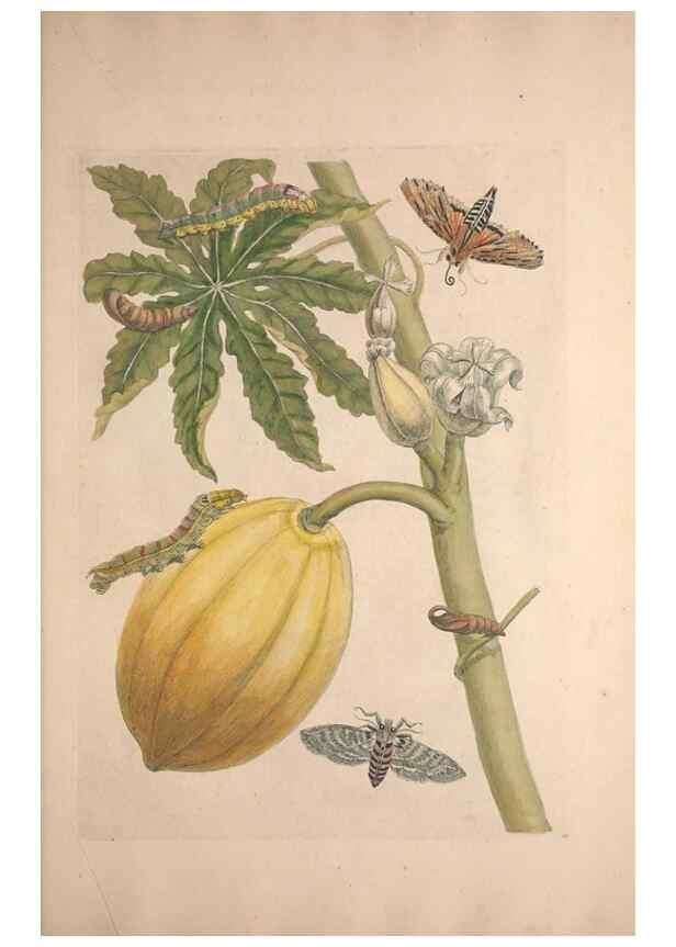 Reproducción/Reproduction 47094302342: Maria Sybilla Meriaen Over de voortteeling en wonderbaerlyke veranderingen der Surinaamsche insecten :. t'Amsterdam :By Jean Frederic Bernard,1730.. 
