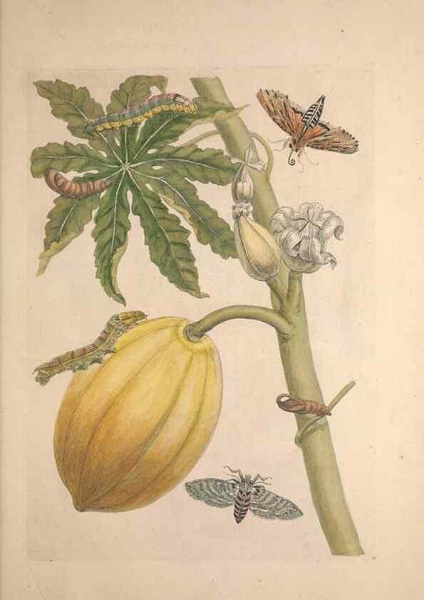 Reproducción/Reproduction 47094302342: Maria Sybilla Meriaen Over de voortteeling en wonderbaerlyke veranderingen der Surinaamsche insecten :. t'Amsterdam :By Jean Frederic Bernard,1730.. 