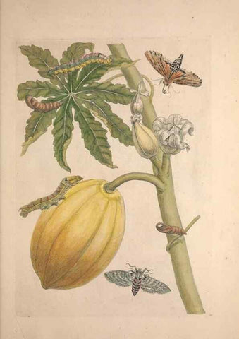 Reproducción/Reproduction 47094302342: Maria Sybilla Meriaen Over de voortteeling en wonderbaerlyke veranderingen der Surinaamsche insecten :. t'Amsterdam :By Jean Frederic Bernard,1730.. 