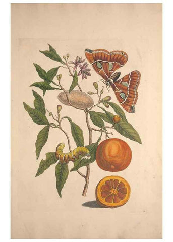Reproducción/Reproduction 32204613537: Maria Sybilla Meriaen Over de voortteeling en wonderbaerlyke veranderingen der Surinaamsche insecten :. t'Amsterdam :By Jean Frederic Bernard,1730.. 