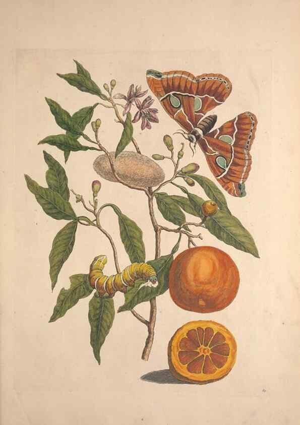 Reproducción/Reproduction 32204613537: Maria Sybilla Meriaen Over de voortteeling en wonderbaerlyke veranderingen der Surinaamsche insecten :. t'Amsterdam :By Jean Frederic Bernard,1730.. 