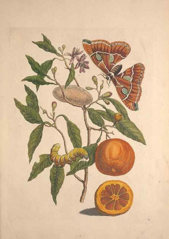 Reproducción/Reproduction 32204613537: Maria Sybilla Meriaen Over de voortteeling en wonderbaerlyke veranderingen der Surinaamsche insecten :. t'Amsterdam :By Jean Frederic Bernard,1730.. 