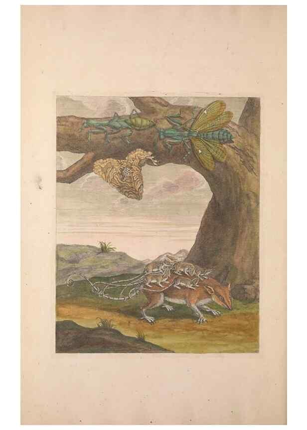 Reproducción/Reproduction 46232264175: Maria Sybilla Meriaen Over de voortteeling en wonderbaerlyke veranderingen der Surinaamsche insecten :. t'Amsterdam :By Jean Frederic Bernard,1730.. 