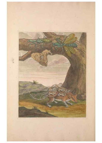 Reproducción/Reproduction 46232264175: Maria Sybilla Meriaen Over de voortteeling en wonderbaerlyke veranderingen der Surinaamsche insecten :. t'Amsterdam :By Jean Frederic Bernard,1730.. 