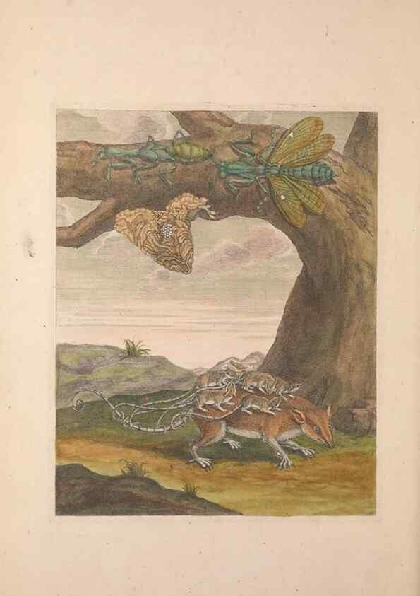 Reproducción/Reproduction 46232264175: Maria Sybilla Meriaen Over de voortteeling en wonderbaerlyke veranderingen der Surinaamsche insecten :. t'Amsterdam :By Jean Frederic Bernard,1730.. 