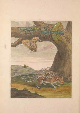 Reproducción/Reproduction 46232264175: Maria Sybilla Meriaen Over de voortteeling en wonderbaerlyke veranderingen der Surinaamsche insecten :. t'Amsterdam :By Jean Frederic Bernard,1730.. 