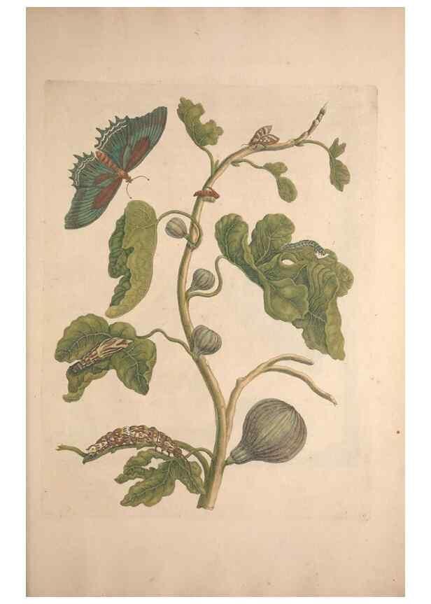 Reproducción/Reproduction 46423119784: Maria Sybilla Meriaen Over de voortteeling en wonderbaerlyke veranderingen der Surinaamsche insecten :. t'Amsterdam :By Jean Frederic Bernard,1730.. 