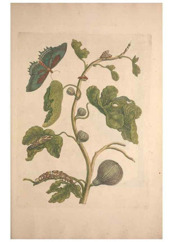 Reproducción/Reproduction 46423119784: Maria Sybilla Meriaen Over de voortteeling en wonderbaerlyke veranderingen der Surinaamsche insecten :. t'Amsterdam :By Jean Frederic Bernard,1730.. 