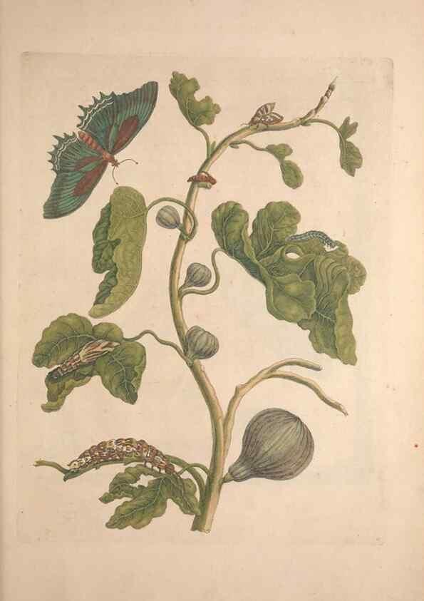 Reproducción/Reproduction 46423119784: Maria Sybilla Meriaen Over de voortteeling en wonderbaerlyke veranderingen der Surinaamsche insecten :. t'Amsterdam :By Jean Frederic Bernard,1730.. 