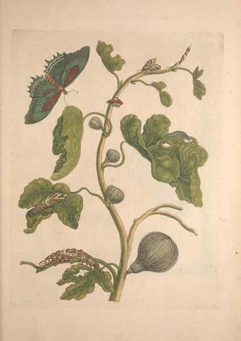 Reproducción/Reproduction 46423119784: Maria Sybilla Meriaen Over de voortteeling en wonderbaerlyke veranderingen der Surinaamsche insecten :. t'Amsterdam :By Jean Frederic Bernard,1730.. 