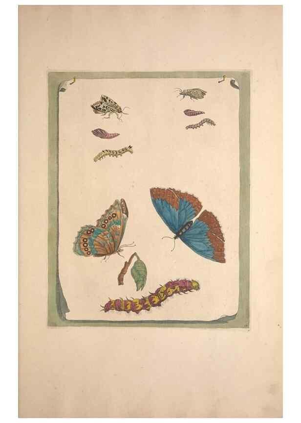 Reproducción/Reproduction 32204615477: Maria Sybilla Meriaen Over de voortteeling en wonderbaerlyke veranderingen der Surinaamsche insecten :. t'Amsterdam :By Jean Frederic Bernard,1730.. 