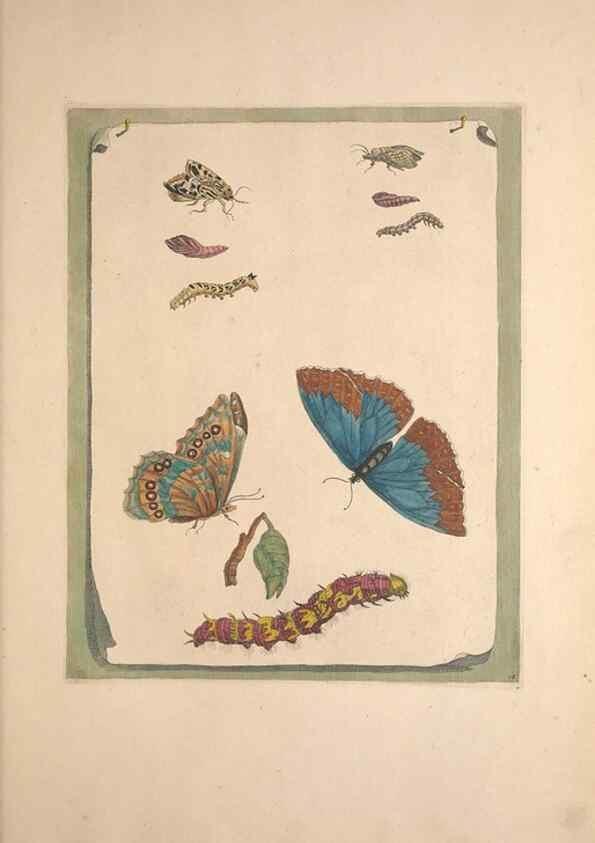 Reproducción/Reproduction 32204615477: Maria Sybilla Meriaen Over de voortteeling en wonderbaerlyke veranderingen der Surinaamsche insecten :. t'Amsterdam :By Jean Frederic Bernard,1730.. 