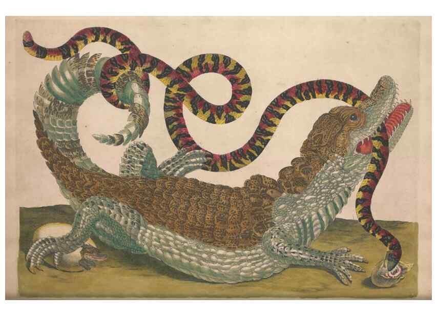 Reproducción/Reproduction 47094307302: Maria Sybilla Meriaen Over de voortteeling en wonderbaerlyke veranderingen der Surinaamsche insecten :. t'Amsterdam :By Jean Frederic Bernard,1730.. 