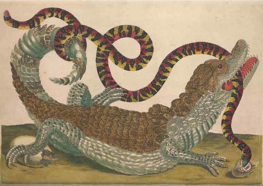 Reproducción/Reproduction 47094307302: Maria Sybilla Meriaen Over de voortteeling en wonderbaerlyke veranderingen der Surinaamsche insecten :. t'Amsterdam :By Jean Frederic Bernard,1730.. 