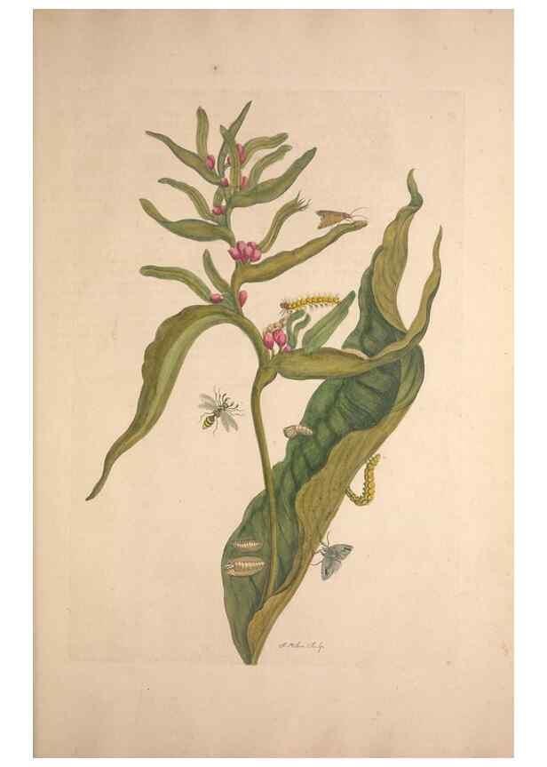 Reproducción/Reproduction 47094289592: Maria Sybilla Meriaen Over de voortteeling en wonderbaerlyke veranderingen der Surinaamsche insecten :. t'Amsterdam :By Jean Frederic Bernard,1730.. 
