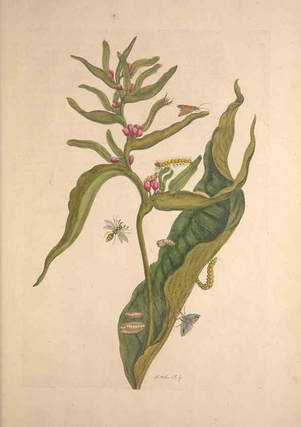 Reproducción/Reproduction 47094289592: Maria Sybilla Meriaen Over de voortteeling en wonderbaerlyke veranderingen der Surinaamsche insecten :. t'Amsterdam :By Jean Frederic Bernard,1730.. 