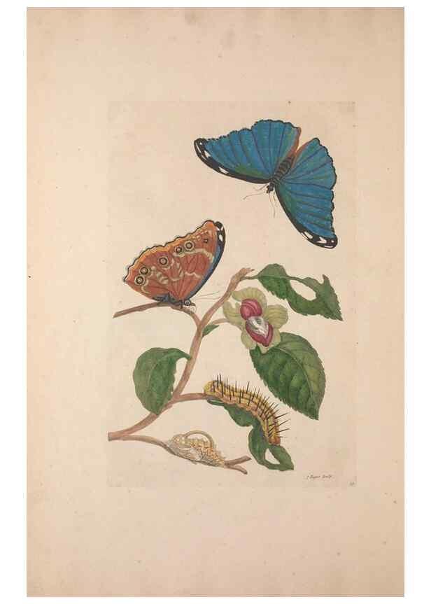 Reproducción/Reproduction 47094288412: Maria Sybilla Meriaen Over de voortteeling en wonderbaerlyke veranderingen der Surinaamsche insecten :. t'Amsterdam :By Jean Frederic Bernard,1730.. 