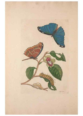 Reproducción/Reproduction 47094288412: Maria Sybilla Meriaen Over de voortteeling en wonderbaerlyke veranderingen der Surinaamsche insecten :. t'Amsterdam :By Jean Frederic Bernard,1730.. 