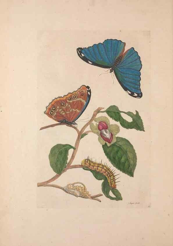 Reproducción/Reproduction 47094288412: Maria Sybilla Meriaen Over de voortteeling en wonderbaerlyke veranderingen der Surinaamsche insecten :. t'Amsterdam :By Jean Frederic Bernard,1730.. 