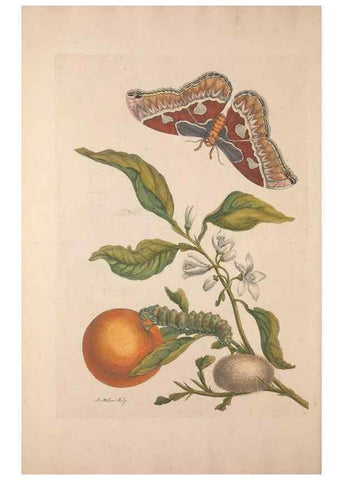 Reproducción/Reproduction 46423105964: Maria Sybilla Meriaen Over de voortteeling en wonderbaerlyke veranderingen der Surinaamsche insecten :. t'Amsterdam :By Jean Frederic Bernard,1730.. 