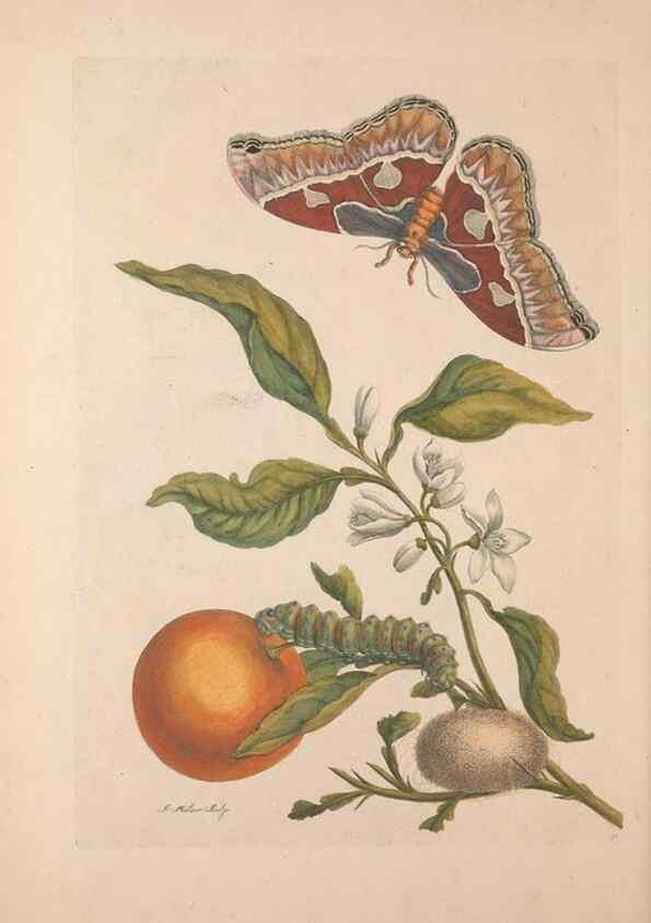 Reproducción/Reproduction 46423105964: Maria Sybilla Meriaen Over de voortteeling en wonderbaerlyke veranderingen der Surinaamsche insecten :. t'Amsterdam :By Jean Frederic Bernard,1730.. 