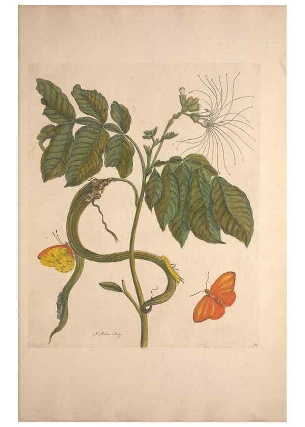 Reproducción/Reproduction 46232247505: Maria Sybilla Meriaen Over de voortteeling en wonderbaerlyke veranderingen der Surinaamsche insecten :. t'Amsterdam :By Jean Frederic Bernard,1730.. 