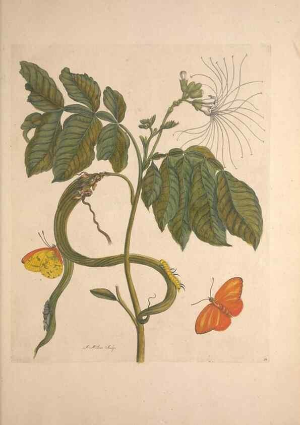 Reproducción/Reproduction 46232247505: Maria Sybilla Meriaen Over de voortteeling en wonderbaerlyke veranderingen der Surinaamsche insecten :. t'Amsterdam :By Jean Frederic Bernard,1730.. 