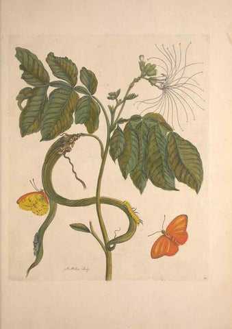 Reproducción/Reproduction 46232247505: Maria Sybilla Meriaen Over de voortteeling en wonderbaerlyke veranderingen der Surinaamsche insecten :. t'Amsterdam :By Jean Frederic Bernard,1730.. 