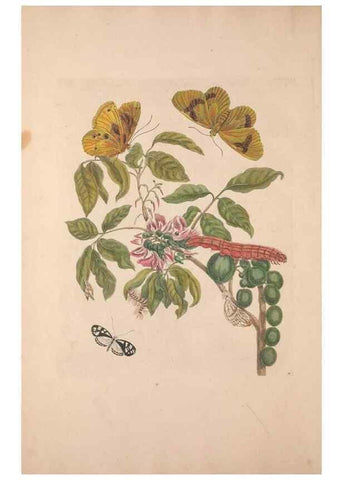 Reproducción/Reproduction 47094271042: Maria Sybilla Meriaen Over de voortteeling en wonderbaerlyke veranderingen der Surinaamsche insecten :. t'Amsterdam :By Jean Frederic Bernard,1730.. 