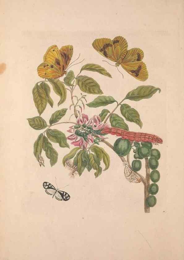 Reproducción/Reproduction 47094271042: Maria Sybilla Meriaen Over de voortteeling en wonderbaerlyke veranderingen der Surinaamsche insecten :. t'Amsterdam :By Jean Frederic Bernard,1730.. 