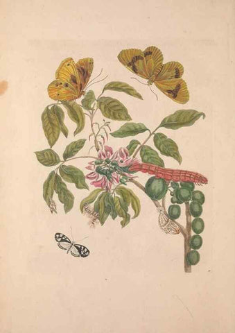 Reproducción/Reproduction 47094271042: Maria Sybilla Meriaen Over de voortteeling en wonderbaerlyke veranderingen der Surinaamsche insecten :. t'Amsterdam :By Jean Frederic Bernard,1730.. 
