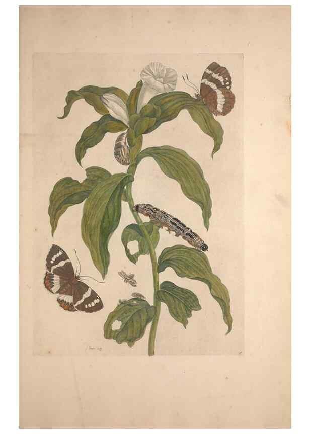 Reproducción/Reproduction 32204595387: Maria Sybilla Meriaen Over de voortteeling en wonderbaerlyke veranderingen der Surinaamsche insecten :. t'Amsterdam :By Jean Frederic Bernard,1730.. 