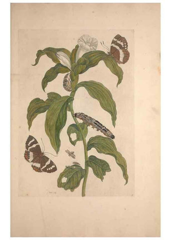 Reproducción/Reproduction 32204595387: Maria Sybilla Meriaen Over de voortteeling en wonderbaerlyke veranderingen der Surinaamsche insecten :. t'Amsterdam :By Jean Frederic Bernard,1730.. 