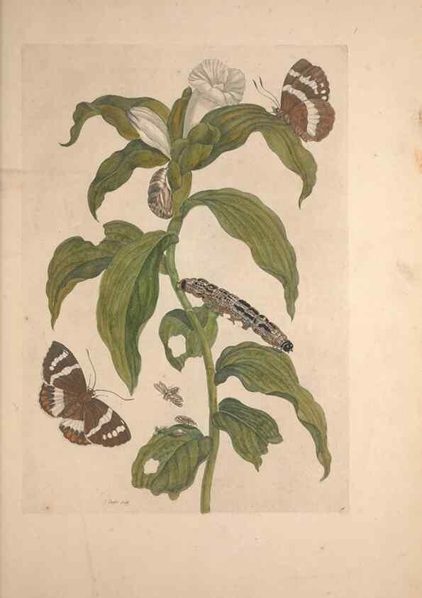 Reproducción/Reproduction 32204595387: Maria Sybilla Meriaen Over de voortteeling en wonderbaerlyke veranderingen der Surinaamsche insecten :. t'Amsterdam :By Jean Frederic Bernard,1730.. 