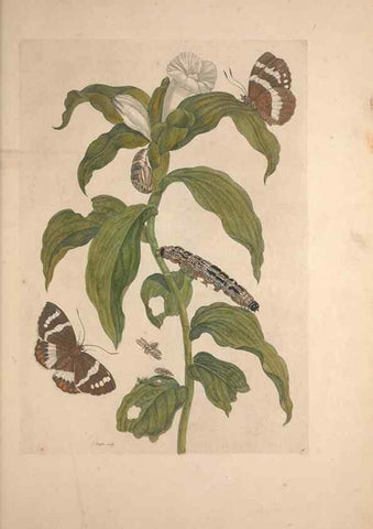 Reproducción/Reproduction 32204595387: Maria Sybilla Meriaen Over de voortteeling en wonderbaerlyke veranderingen der Surinaamsche insecten :. t'Amsterdam :By Jean Frederic Bernard,1730.. 
