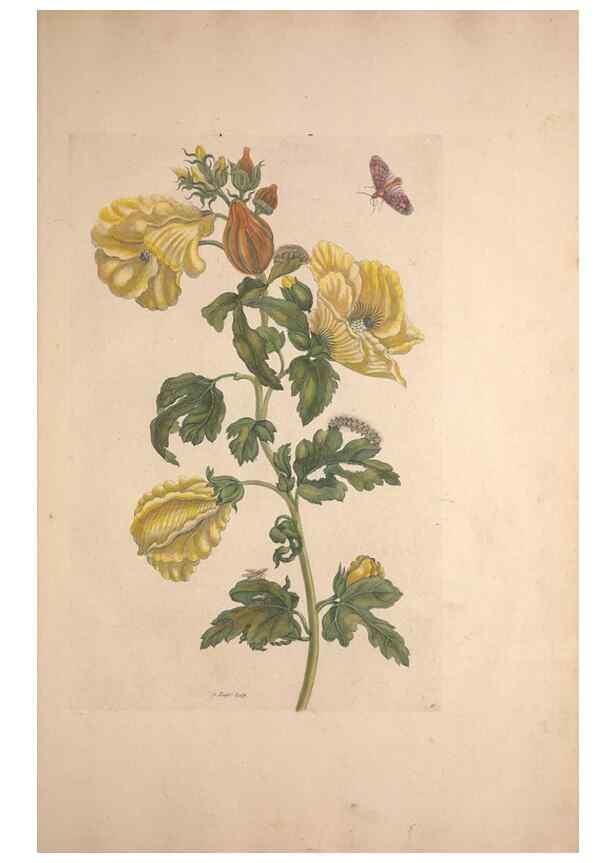 Reproducción/Reproduction 32204596277: Maria Sybilla Meriaen Over de voortteeling en wonderbaerlyke veranderingen der Surinaamsche insecten :. t'Amsterdam :By Jean Frederic Bernard,1730.. 