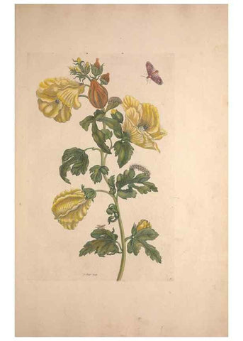Reproducción/Reproduction 32204596277: Maria Sybilla Meriaen Over de voortteeling en wonderbaerlyke veranderingen der Surinaamsche insecten :. t'Amsterdam :By Jean Frederic Bernard,1730.. 