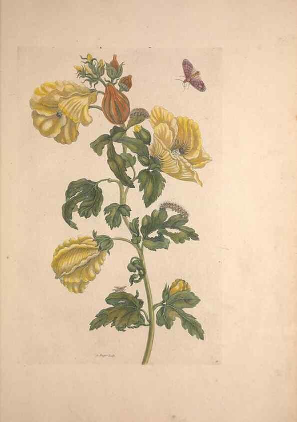 Reproducción/Reproduction 32204596277: Maria Sybilla Meriaen Over de voortteeling en wonderbaerlyke veranderingen der Surinaamsche insecten :. t'Amsterdam :By Jean Frederic Bernard,1730.. 