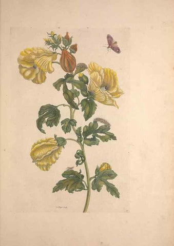 Reproducción/Reproduction 32204596277: Maria Sybilla Meriaen Over de voortteeling en wonderbaerlyke veranderingen der Surinaamsche insecten :. t'Amsterdam :By Jean Frederic Bernard,1730.. 