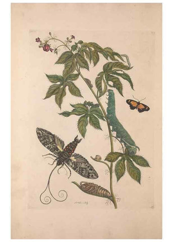 Reproducción/Reproduction 32204597037: Maria Sybilla Meriaen Over de voortteeling en wonderbaerlyke veranderingen der Surinaamsche insecten :. t'Amsterdam :By Jean Frederic Bernard,1730.. 