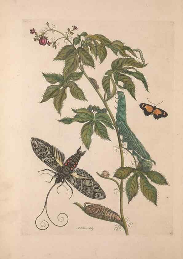 Reproducción/Reproduction 32204597037: Maria Sybilla Meriaen Over de voortteeling en wonderbaerlyke veranderingen der Surinaamsche insecten :. t'Amsterdam :By Jean Frederic Bernard,1730.. 