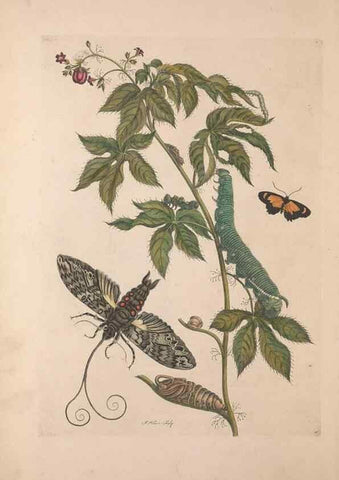 Reproducción/Reproduction 32204597037: Maria Sybilla Meriaen Over de voortteeling en wonderbaerlyke veranderingen der Surinaamsche insecten :. t'Amsterdam :By Jean Frederic Bernard,1730.. 