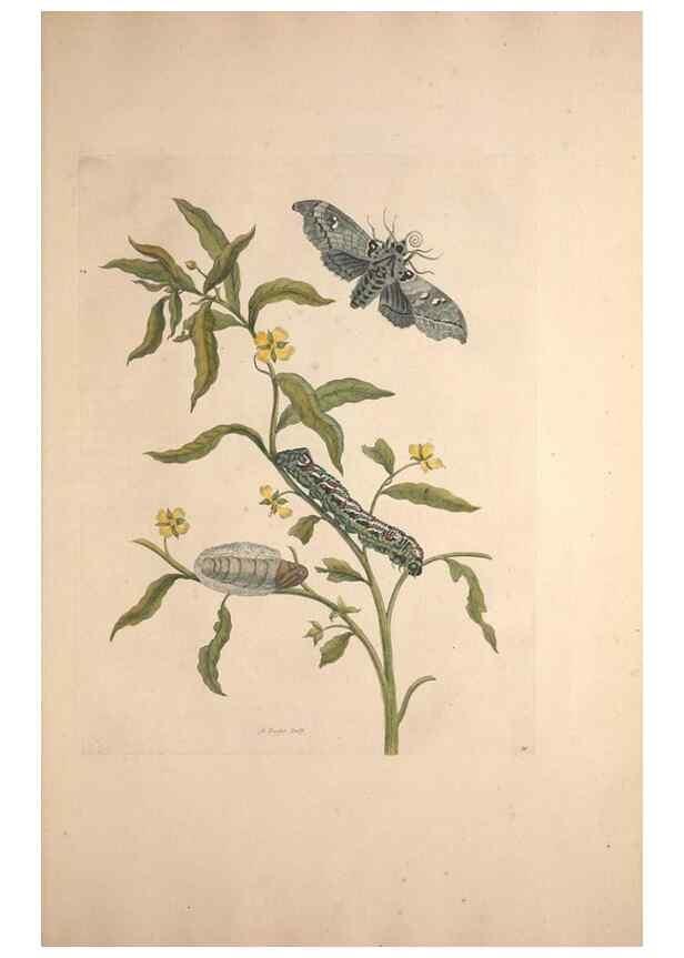 Reproducción/Reproduction 46423090874: Maria Sybilla Meriaen Over de voortteeling en wonderbaerlyke veranderingen der Surinaamsche insecten :. t'Amsterdam :By Jean Frederic Bernard,1730.. 