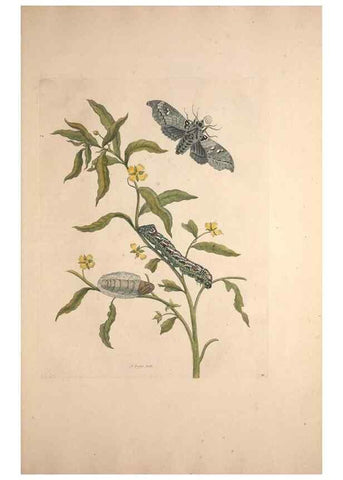 Reproducción/Reproduction 46423090874: Maria Sybilla Meriaen Over de voortteeling en wonderbaerlyke veranderingen der Surinaamsche insecten :. t'Amsterdam :By Jean Frederic Bernard,1730.. 