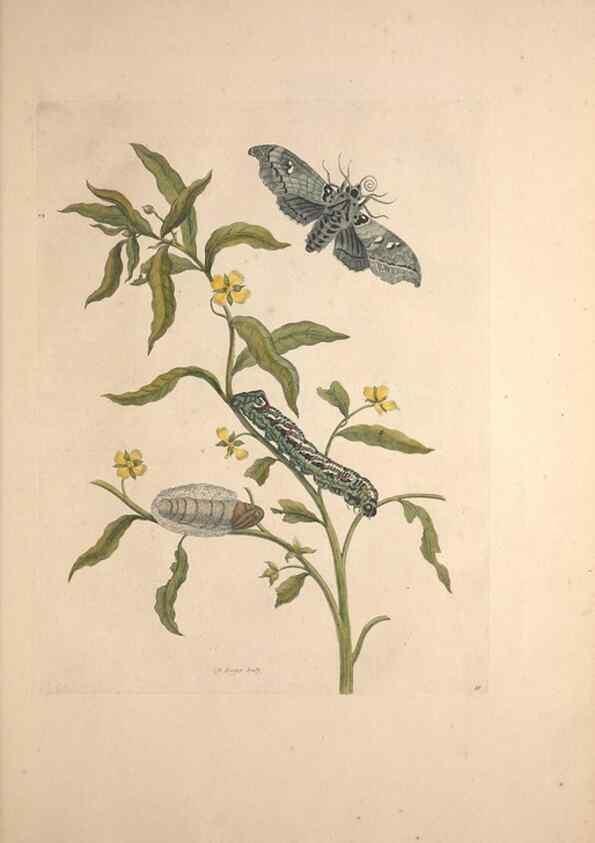 Reproducción/Reproduction 46423090874: Maria Sybilla Meriaen Over de voortteeling en wonderbaerlyke veranderingen der Surinaamsche insecten :. t'Amsterdam :By Jean Frederic Bernard,1730.. 