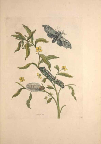 Reproducción/Reproduction 46423090874: Maria Sybilla Meriaen Over de voortteeling en wonderbaerlyke veranderingen der Surinaamsche insecten :. t'Amsterdam :By Jean Frederic Bernard,1730.. 